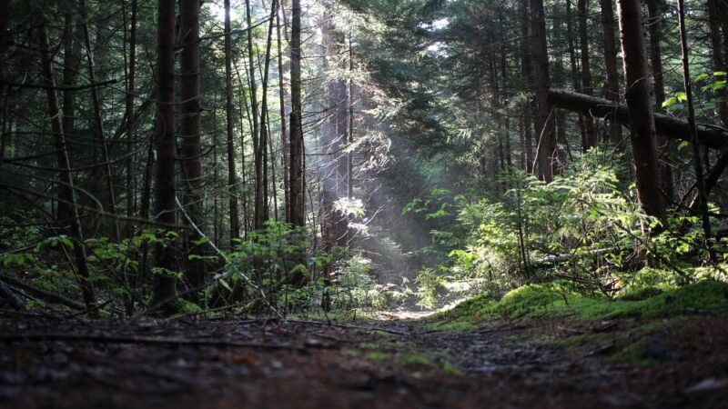 Cranberry Wilderness - Hillsboro, WV