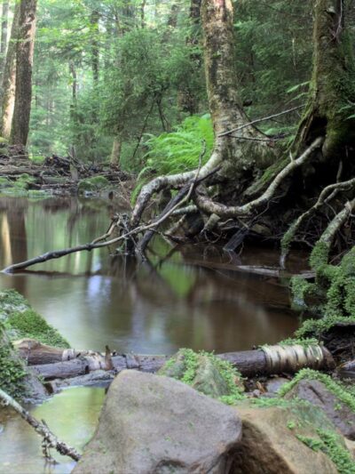 Cranberry Wilderness - Hillsboro, WV