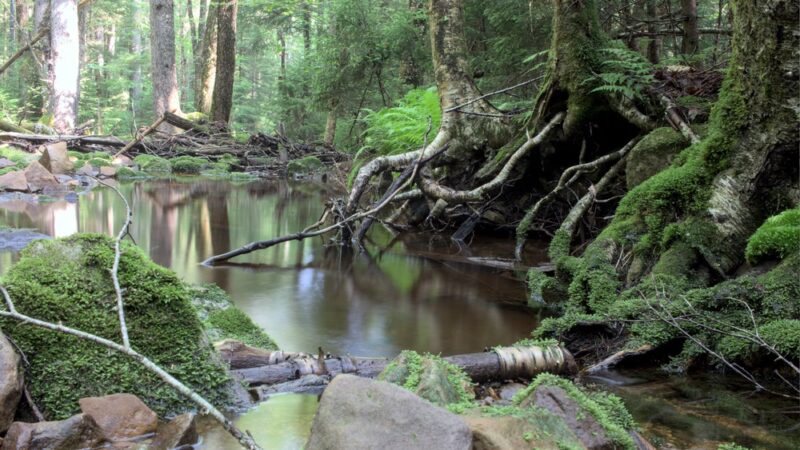 Cranberry Wilderness - Hillsboro, WV