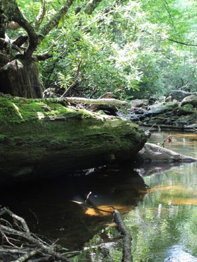 Cranberry Wilderness - Hillsboro, WV