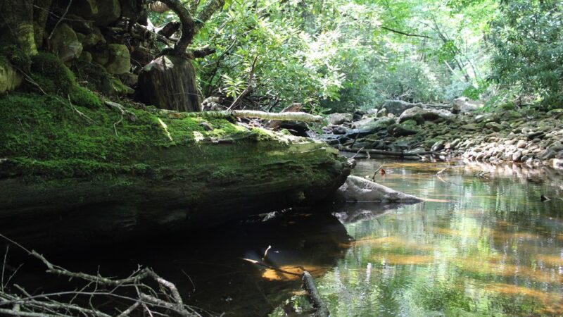 Cranberry Wilderness - Hillsboro, WV