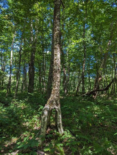 High Rocks Trail - Hillsboro, WV