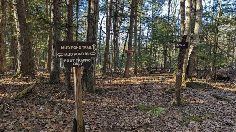Fox State Forest - Hillsborough, NH