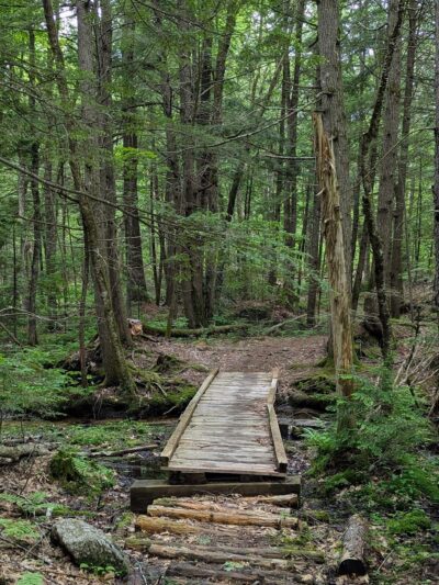 Fox State Forest - Hillsborough, NH