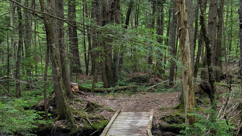Fox State Forest - Hillsborough, NH