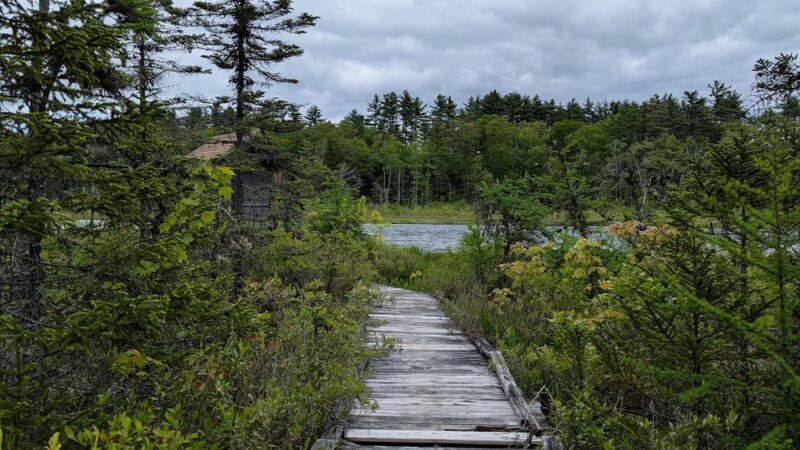 Fox State Forest - Hillsborough, NH