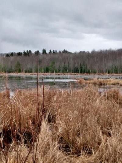 Fox State Forest - Hillsborough, NH