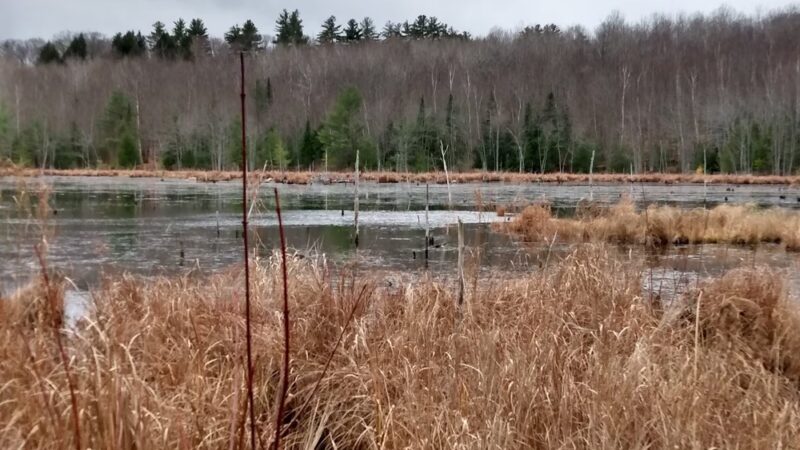 Fox State Forest - Hillsborough, NH