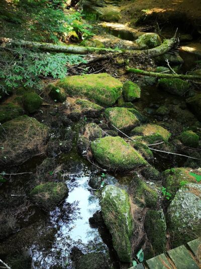 Fox State Forest - Hillsborough, NH