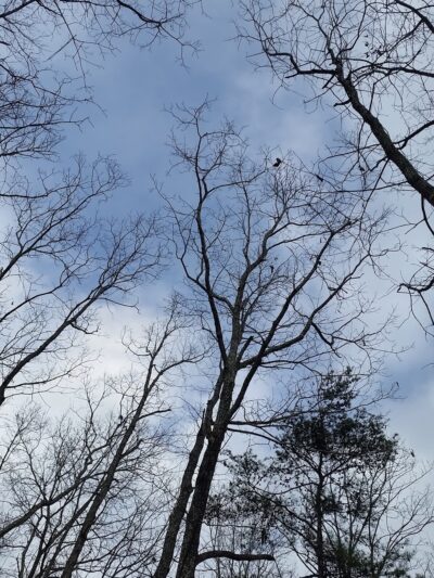Murray Street Park - Hillsborough, NC