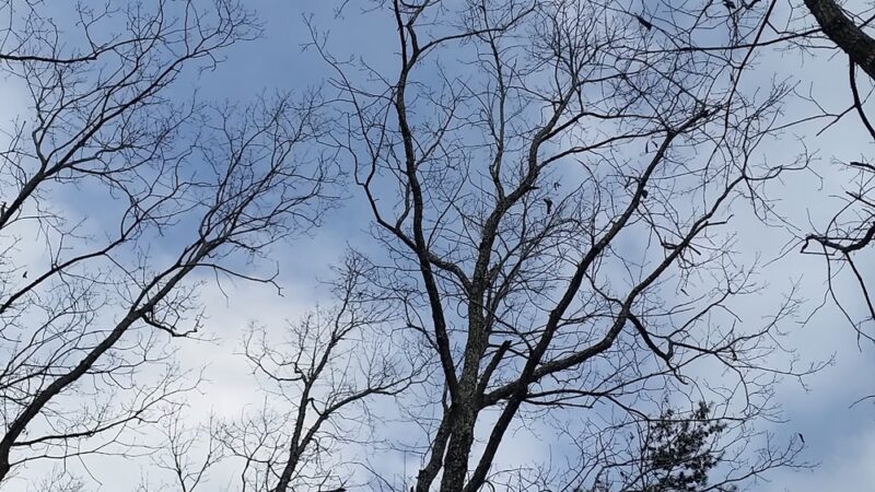 Murray Street Park - Hillsborough, NC