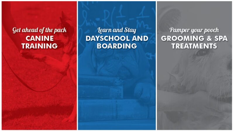 Top Dog Training and Resort - Hillsborough, NC