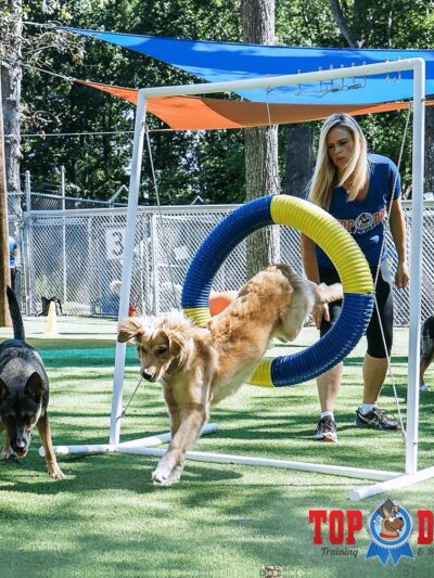 Top Dog Training and Resort - Hillsborough, NC