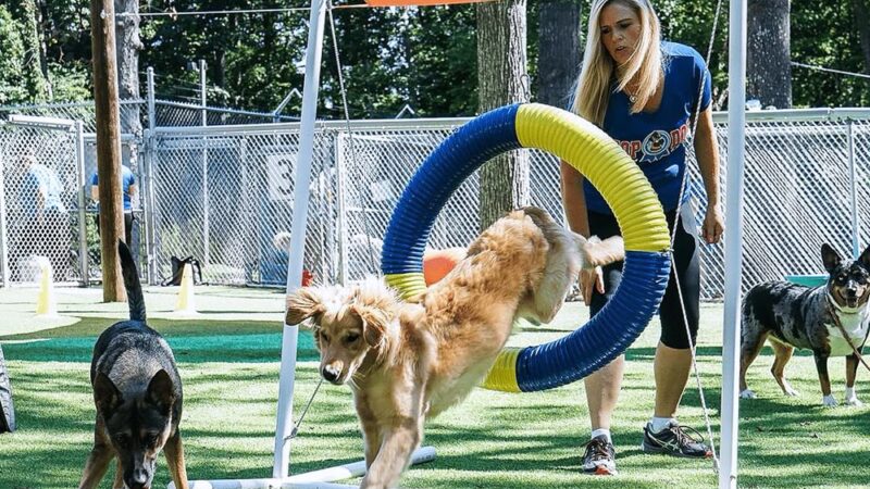 Top Dog Training and Resort - Hillsborough, NC
