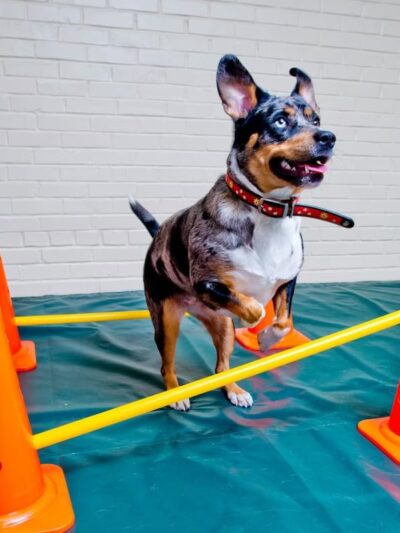 Top Dog Training and Resort - Hillsborough, NC