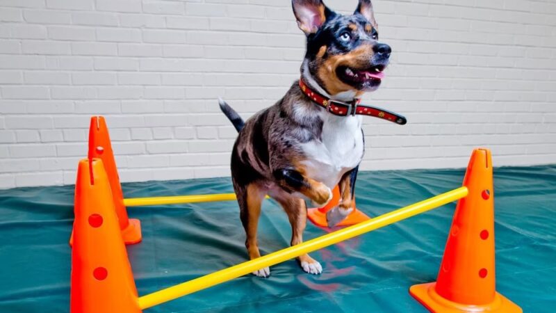 Top Dog Training and Resort - Hillsborough, NC