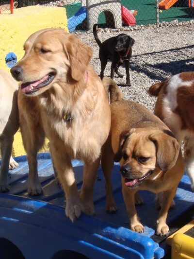 Dog Days Daycare Center - Hillsborough Township, NJ