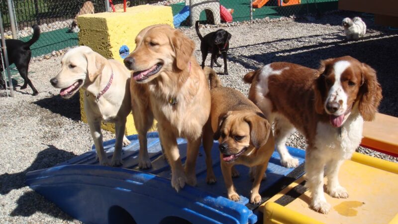 Dog Days Daycare Center - Hillsborough Township, NJ