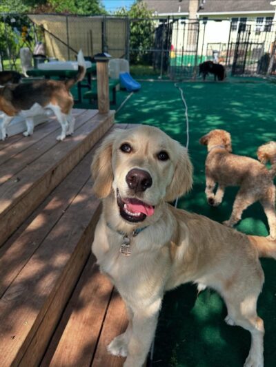 Dog Days Daycare Center - Hillsborough Township, NJ