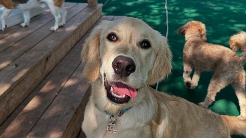 Dog Days Daycare Center - Hillsborough Township, NJ