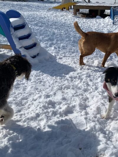 Dog Days Daycare Center - Hillsborough Township, NJ