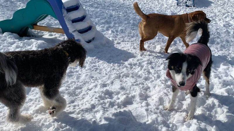 Dog Days Daycare Center - Hillsborough Township, NJ