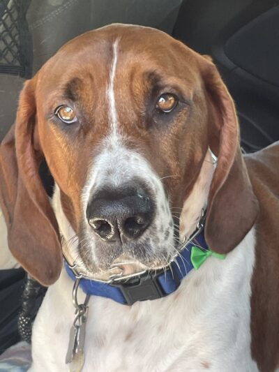 Dog Days Daycare Center - Hillsborough Township, NJ