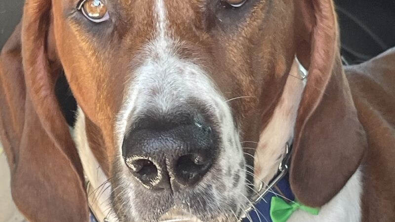 Dog Days Daycare Center - Hillsborough Township, NJ