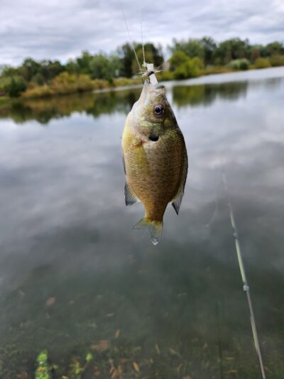 Hillsborough Duck Pond - Hillsborough Township, NJ