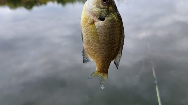 Hillsborough Duck Pond - Hillsborough Township, NJ