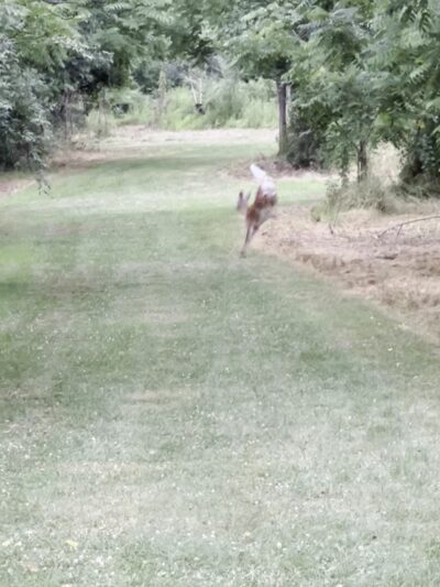 Otto's Park (XC) - Hillsborough Township, NJ