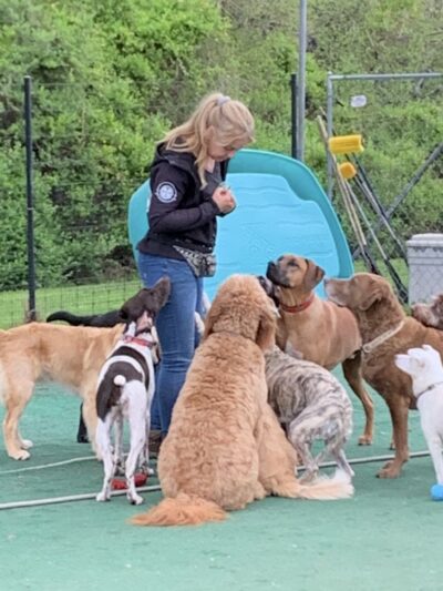 Training Center at Dog Days Daycare - Hillsborough Township, NJ