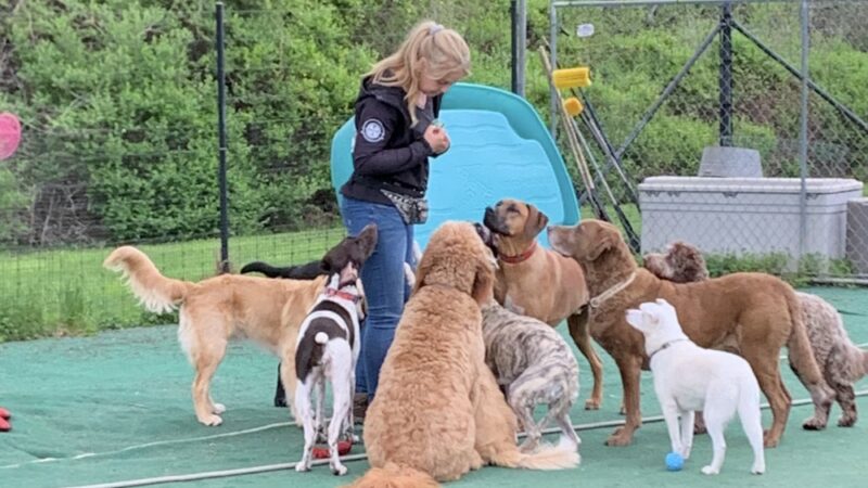 Training Center at Dog Days Daycare - Hillsborough Township, NJ
