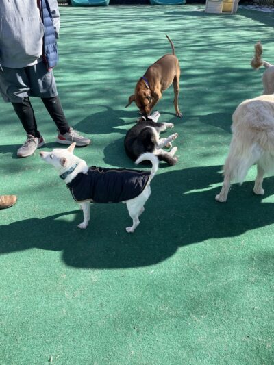 Training Center at Dog Days Daycare - Hillsborough Township, NJ