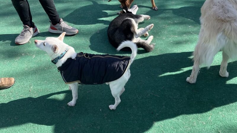 Training Center at Dog Days Daycare - Hillsborough Township, NJ