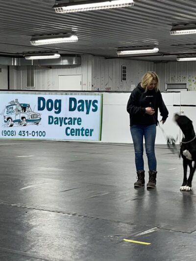 Training Center at Dog Days Daycare - Hillsborough Township, NJ