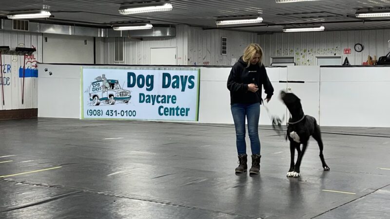 Training Center at Dog Days Daycare - Hillsborough Township, NJ