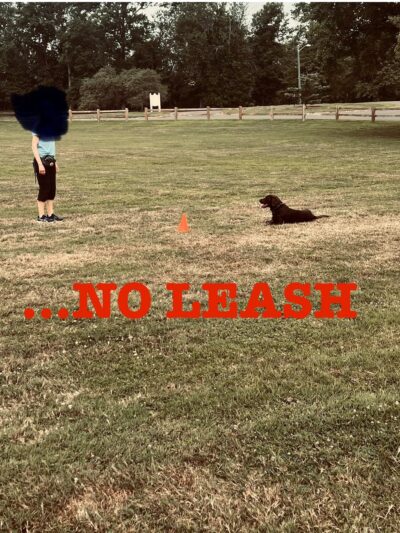 Training Center at Dog Days Daycare - Hillsborough Township, NJ
