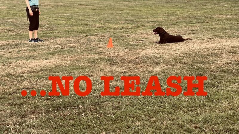 Training Center at Dog Days Daycare - Hillsborough Township, NJ