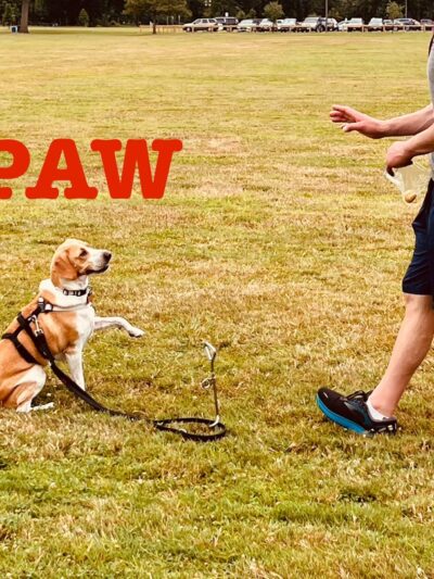 Training Center at Dog Days Daycare - Hillsborough Township, NJ