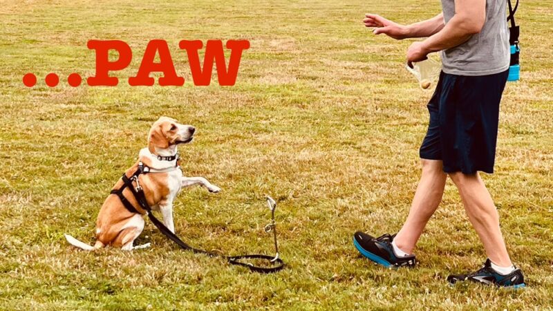 Training Center at Dog Days Daycare - Hillsborough Township, NJ