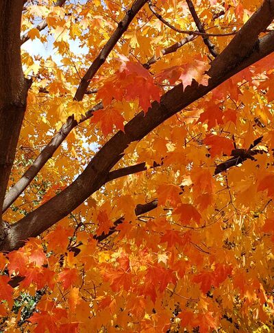 Berkeley Park - Hillside, IL