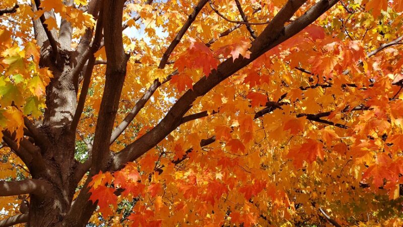 Berkeley Park - Hillside, IL