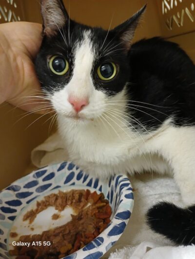 People For Animals, Inc. - Hillside, NJ