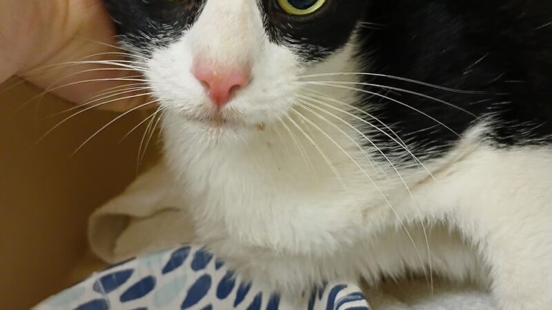 People For Animals, Inc. - Hillside, NJ