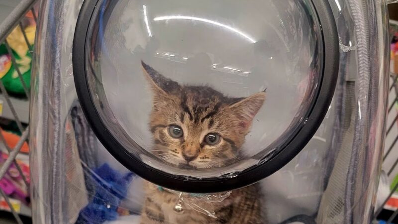 People For Animals, Inc. - Hillside, NJ