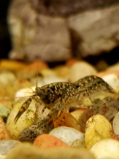 Pet Friendly - Hilton, NY