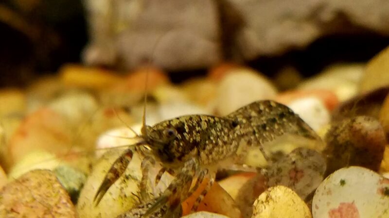 Pet Friendly - Hilton, NY