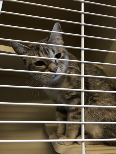 Hinsdale Humane Society - Hinsdale, IL