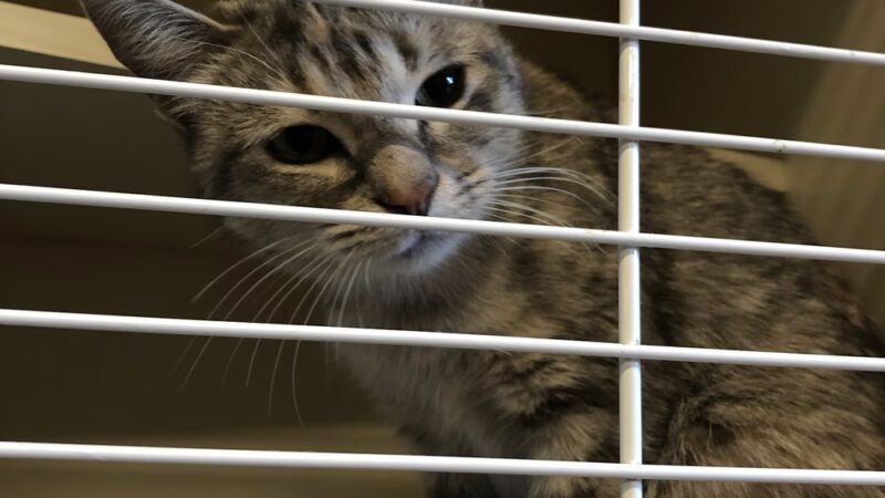 Hinsdale Humane Society - Hinsdale, IL